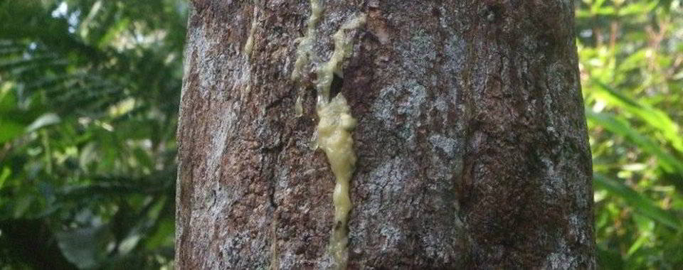 Benzoino