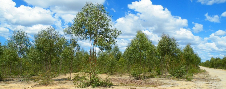 Citriodora