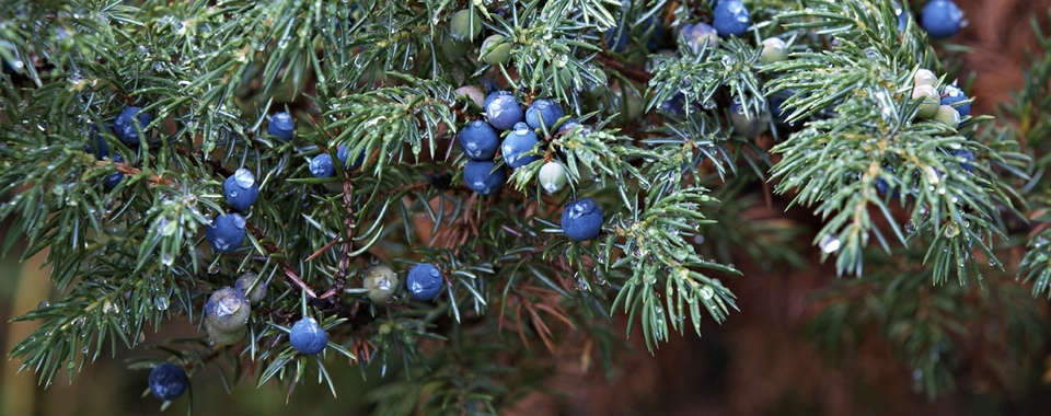 La bottega profumata Ginepro