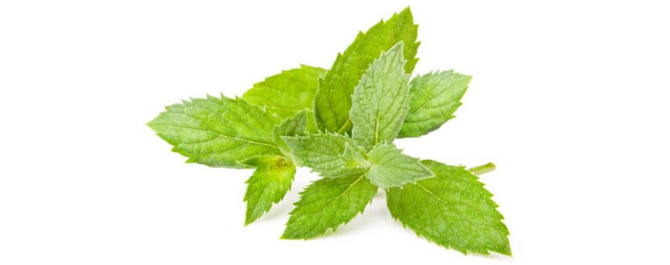 Menta crispa