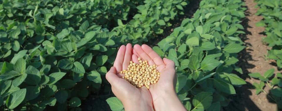5 buone ragioni per preferire le candele di soia