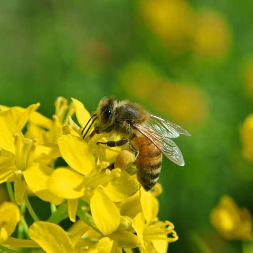 Ruolo biologico delle essenze<br>nelle piante