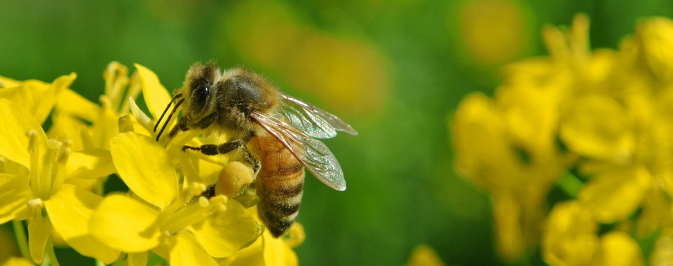 Ruolo biologico dell'essenze nelle piante