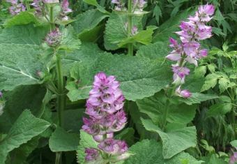 Salvia sclarea